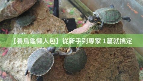 養龜數量|【養烏龜懶人包】：從新手到專家，1篇就搞定